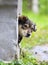 Curious dog funny peeking out of his booth in rainy weather