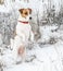 A curious dog Jack russel terrier standing on hind legs in snow and looking into the distance. A cute doggy portrait in winter at