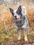 Curious dog listens with his head to the side. Gray muscle dog with open mouth