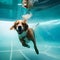 Curious dog swimming underwater - ai generated image