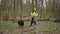 Curious dog walking in forest pulling young Caucasian woman holding leash. Portrait of active purebred pet enjoying