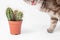 curious domestic cat sniffs and touches a cactus in a pot. concept of pets curiosity