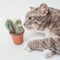 curious domestic cat sniffs and touches a cactus in a pot. concept of pets curiosity