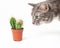 curious domestic cat sniffs and touches a cactus in a pot. concept of pets curiosity