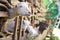 Curious domestic white goats stick their heads through bars of stable.