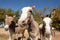 Curious domesticated donkeys