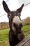 Curious Donkey