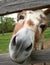 Curious Donkey