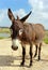 Curious donkey