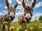 Curious donkeys