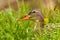 Curious duck in the grass