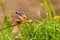 Curious duck in the grass