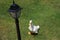 Curious duck and lantern on the grass