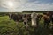Curious Dutch cows in a pasture near Winterswijk