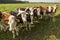 Curious Dutch cows in a pasture near Winterswijk