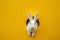 Curious easter bunny or rabbit peeking through a hole on yellow backgroun, greeting card