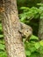 Curious eastern gray squirrel