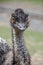 Curious Emu bird looking right at you with a weird smile