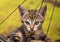 Curious Encounter: Striped Brown Kitten Peeks Behind Rusty Bicycle, Locking Eyes with the Camera Against a Yellow Background