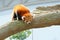 Curious, endangered red panda