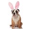 Curious english bulldog dressed as easter bunny looks to side