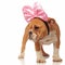 Curious english bulldog puppy wearing a pink ribbon on head