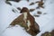 A curious ermine on top of the mountain pass.