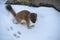 A curious ermine on top of the mountain pass.