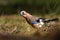 Curious eurasian jay on the ground looking for the food