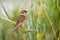 Curious eurasian tree sparrow sitting on spike in the summer.