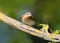 A curious eurasian wryneck sits on a branch