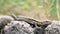 Curious European Forest Gekon Lizard Reptile Looking And Heating In Hot Rock On Summer Nature Day Camouflaged Hunting Close Up Mac