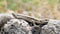 Curious European Forest Gekon Lizard Reptile Looking And Heating In Hot Rock On Summer Nature Day Camouflaged Hunting Close Up Mac