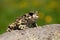 Curious european green toad looking with big black eyes in summer