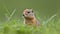 Curious European Ground Squirrel, Made with Generative AI