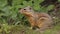 Curious European Ground Squirrel, Made with Generative AI