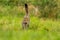 Curious european wildcat hunting with tail held high up on summer meadow