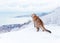 Curious explorer cat walking in winter outdoor.
