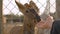 Curious face of a deer behind the fence