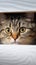 Curious feline Portrait of a fold eared cat, close up by white cabinet