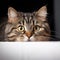 Curious feline Portrait of a fold eared cat, close up by white cabinet