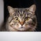 Curious feline Portrait of a fold eared cat, close up by white cabinet