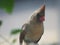 Curious female northern cardinal watching for danger