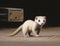 A curious ferret runs along the ground its long body wriggling as it moves. Cute creature. AI generation