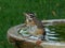 Curious Fledgling Robin at Birdbath