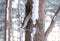 Curious Fluffy Squirrel holds tree trunk in winter forest and headfirst looking into camera