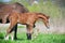 Curious foal