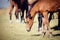 Curious foal grazing in the field in the herd