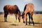 Curious foal grazing in the field in the herd