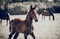 Curious foal grazing in the field in the herd